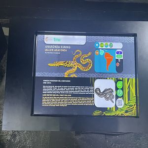 yellow anaconda signage - museum komodo