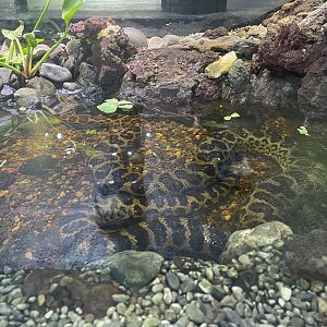 yellow anaconda (eunectes notaeus) - museum komodo