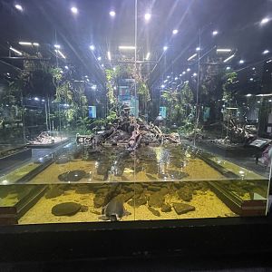 papuan-themed exhibit (2) - museum komodo