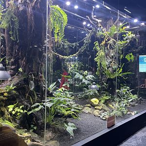 papuan-themed exhibit (3) - museum komodo