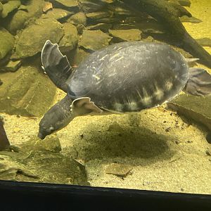 pig-nosed turtle (carettofhelys insculpta) (1) - museum komodo