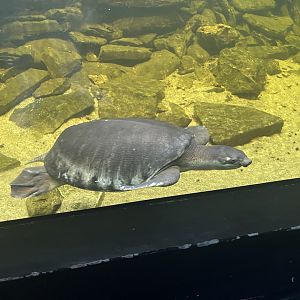 pig-nosed turtle (carettofhelys insculpta) (2) - museum komodo
