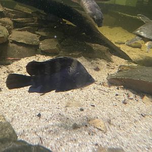 new guinea tiger perch (datniodes campbelli) - museum komodo