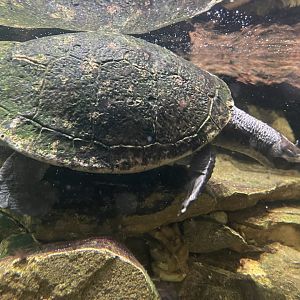 red-bellied short-necked turtle (emydura subglobosa) - museum komodo