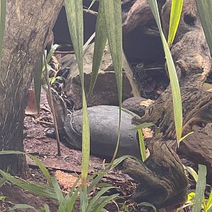 amboina box turtle (cuora amboinensis) - museum komodo
