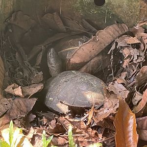 spiny turtle (heosemys spinosa) - museum komodo