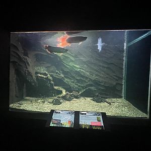 asian arowana tank - dunia air tawar