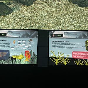 asian arowana signage - dunia air tawar