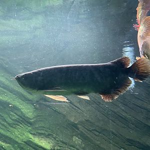 asian arowana (scleropages formosus) - dunia air tawar