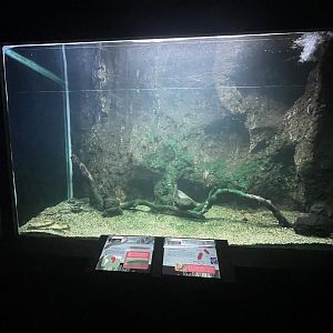 lungfish tank - dunia air tawar