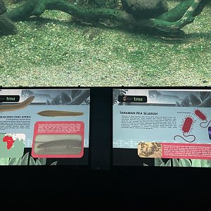 lungfish signage - dunia air tawar