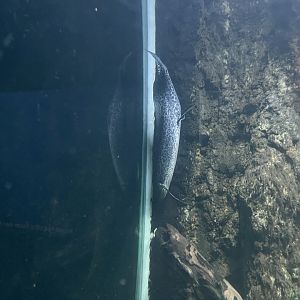 marbled lungfish (protopterus aethiopicus) - dunia air tawar