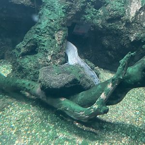west african lungfish (protopterus annectens) - dunia air tawar