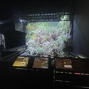 aligator snapping turtle pond - dunia air tawar