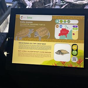 aligator snapping turtle signage (1) - dunia air tawar