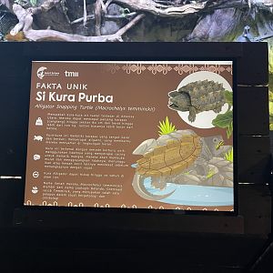 aligator snapping turtle signage (2) - dunia air tawar