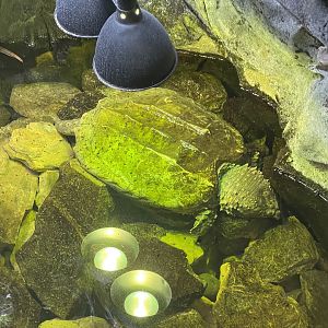 aligator snapping turtle (macrochelys temminckii) - dunia air tawar