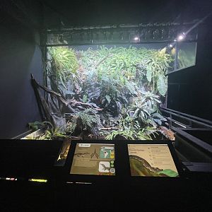 smooth-fronted caiman pond - dunia air tawar