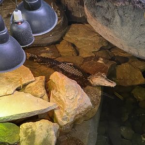 smooth-fronted caiman (paleosuchus trigonatus) - dunia air tawar