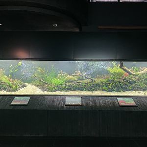 aquascape tank (view 2) - dunia air tawar