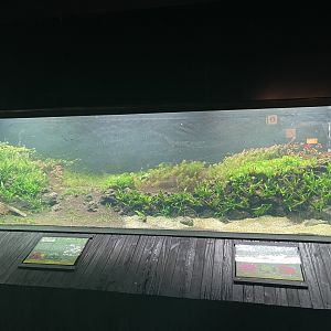 aquascape tank (view 3) - dunia air tawar