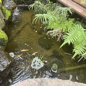 riverside pond (1) - dunia air tawar