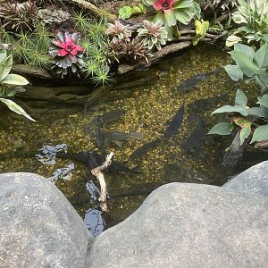 Media 'riverside pond (2) - dunia air tawar' in category 'Taman Mini Indonesia Indah'