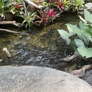 riverside pond (3) - dunia air tawar