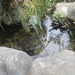 riverside pond (4) - dunia air tawar