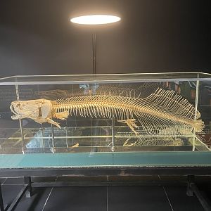 Media 'arapaima skull - dunia air tawar' in category 'Taman Mini Indonesia Indah'
