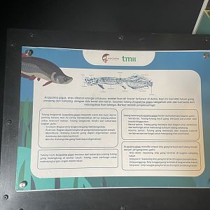 arapaima skull signage - dunia air tawar