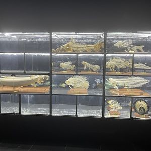 fish skulls - dunia air tawar