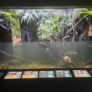 south-east asian tank - dunia air tawar