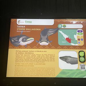 tapah signage - dunia air tawar