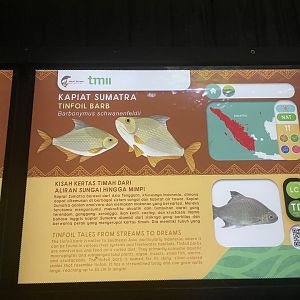 tinfoil barb signage - dunia air tawar