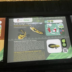 emperor snakehead signage - dunia air tawar