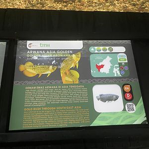 asian arowana signage - dunia air tawar