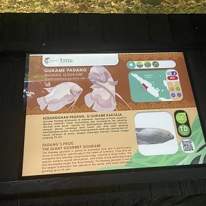 leucistic gourami signage - dunia air tawar