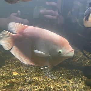 leucistic giant gourami (osphronemus goramy) - dunia air tawar