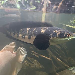 emperor snakehead (channa maruliodes) - dunia air tawar