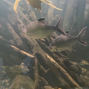 tonfoil barb (barbonymus schwanefeldii) - dunia air tawar