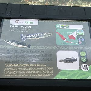 giant snakehead signage - dunia air tawar
