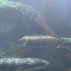 giant snakehead (channa micropeltes) (2) - dunia air tawar