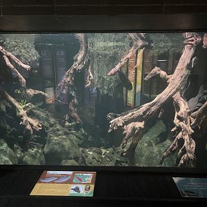 sumatran featherback tank - dunia air tawar