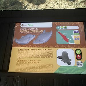 sumatran featherback signage - dunia air tawar