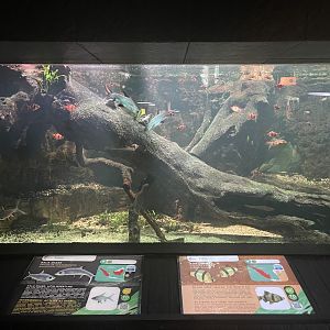 tiger barb & bala shark tank - dunia air tawar