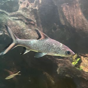 bala shark (balantiocheilos melanopterus) - dunia air tawar