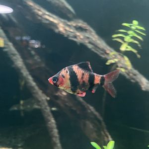 tiger barb (puntigrus tetrazona) - dunia air tawar