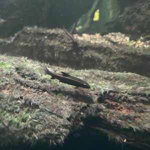 flying fox (epalzeorhynchos kalopterus) - dunia air tawar