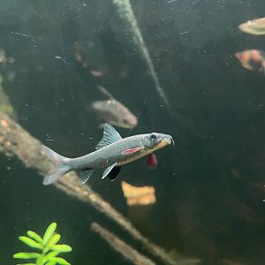 red-tailed black shark (epalzeorhynchos bicolor) - dunia air tawar